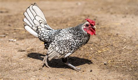 black and white bantam chicken breeds